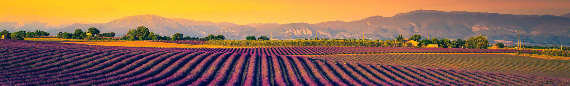 Lavender field at sunset