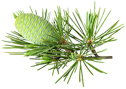 Cedarwood Essential Oil