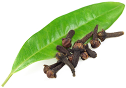 Clove Leaf Essential Oil