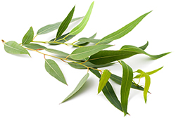 Eucalyptus Essential Oil