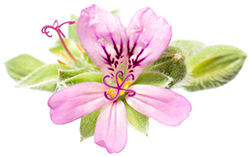 Geranium Essential Oil