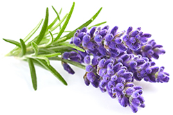 Lavender Essential Oil