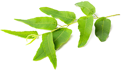 Lemon Eucalyptus Essential Oil