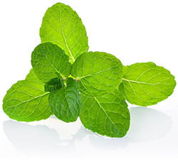 Peppermint Essential Oil