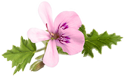 Rose Geranium Essential Oil