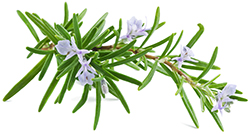 Rosemary Essential Oil