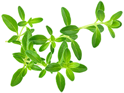 Thyme Essential Oil