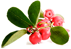 Wintergreen Essential Oil