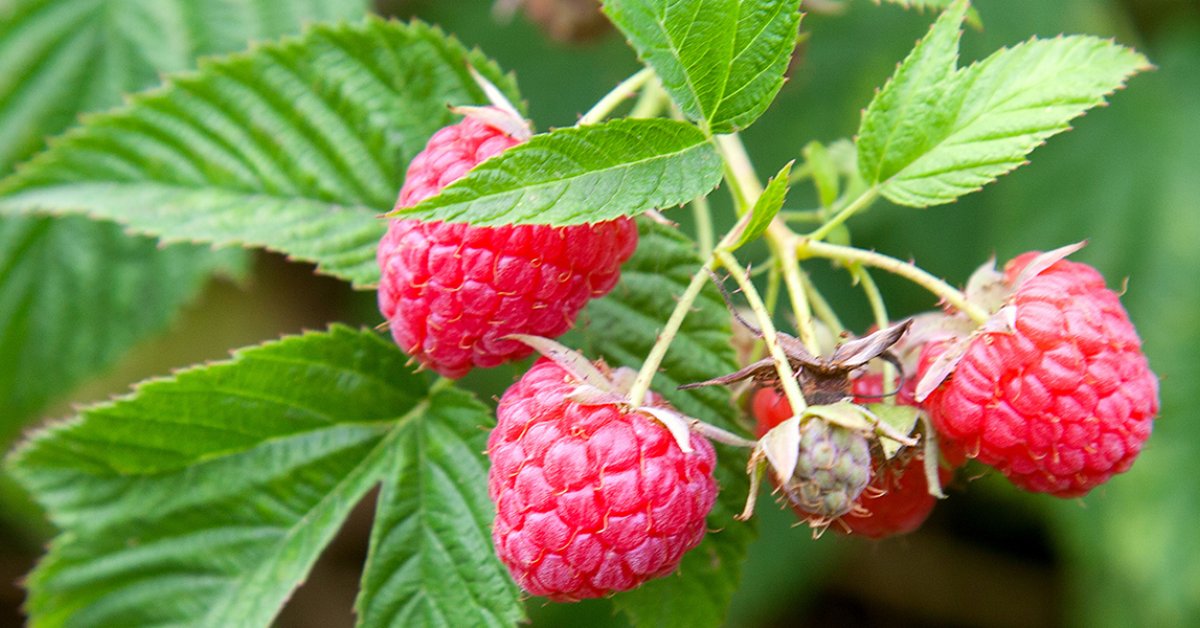 Red Raspberry Leaf: Partus Preparator | New Roots Herbal | Natural Health  Products
