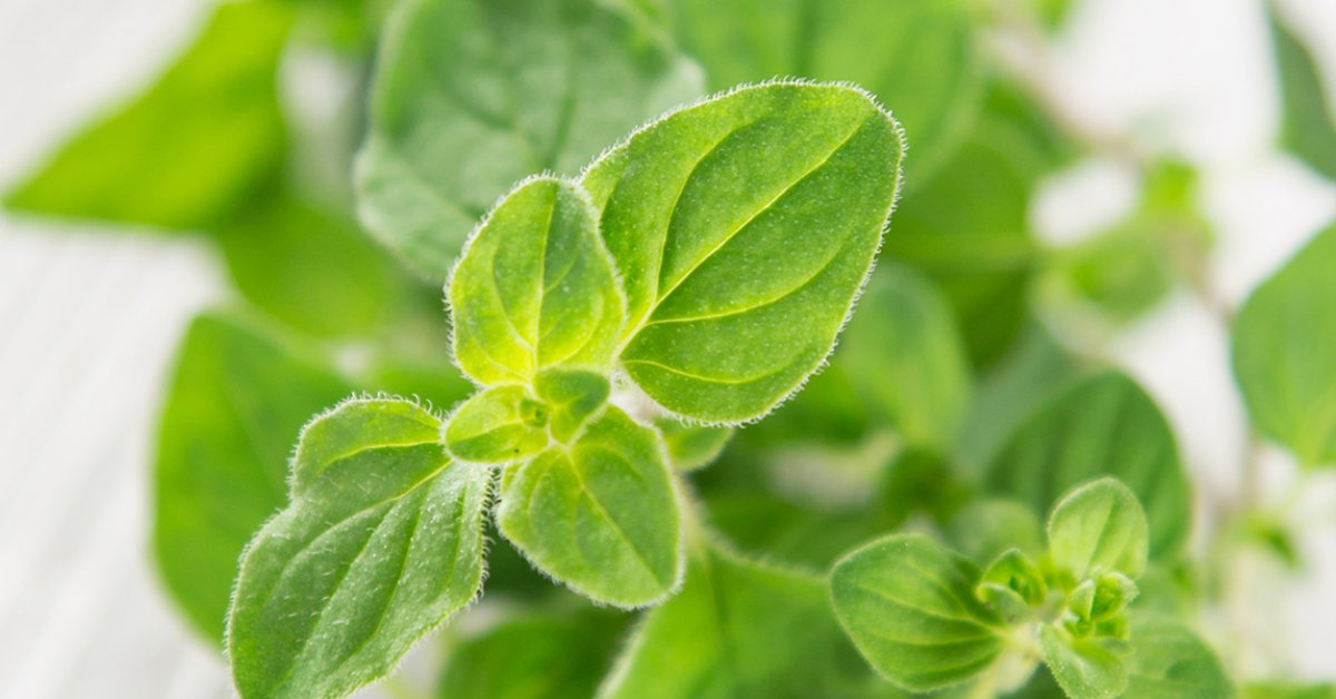 Oregano—A Botanical with Benefits | New Roots Herbal | Natural Health ...