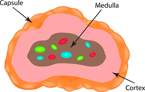 overactive adrenal system