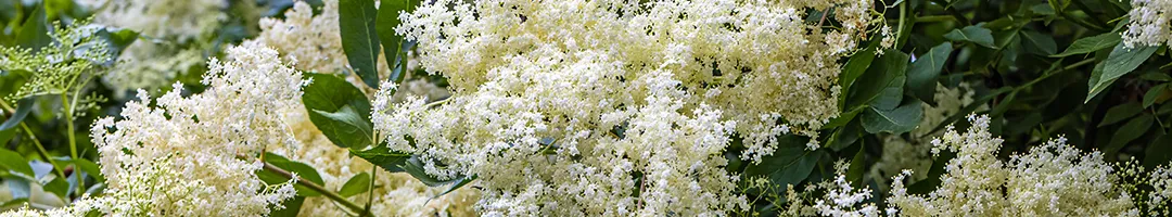 Cold-and-Flu Season and Pollen Season, Covered