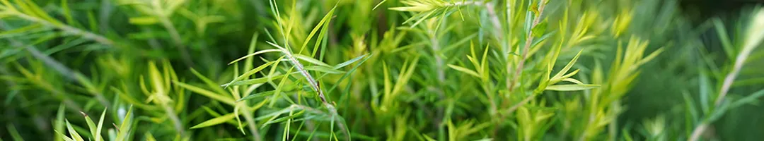 Polyvalente, puissante, et naturellement purifiante