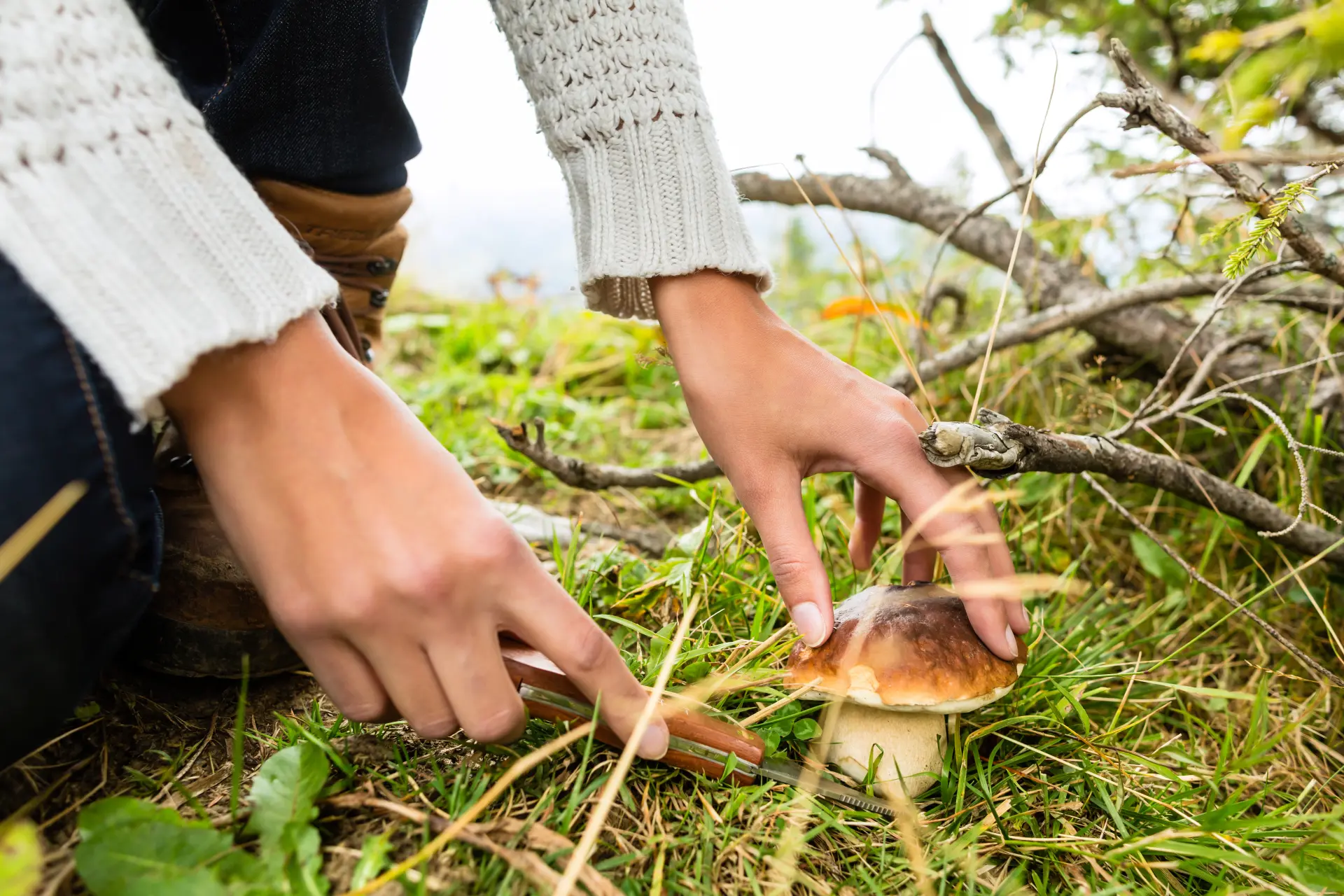 Medicinal Mushrooms