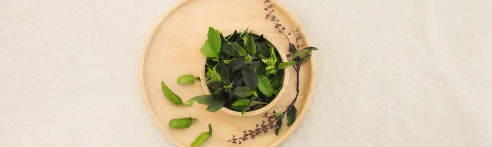 Basilic sacré et lutte au stress : Une solution naturelle aux enjeux d’aujourd’hui