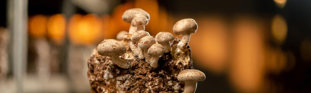 Le mirage du markéting des champignons