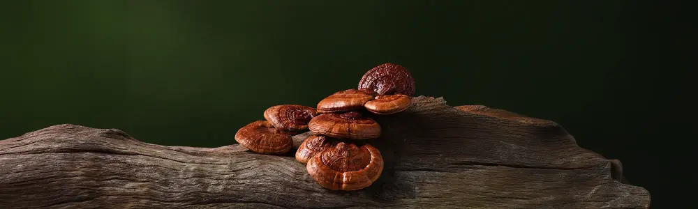 Les champignons médicinaux : Creusons le sujet