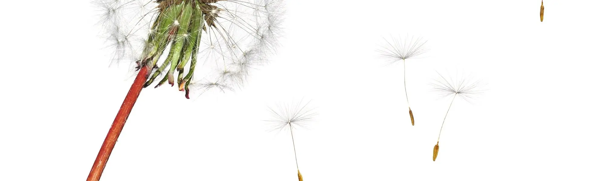 Un duo gagnant pour les allergies