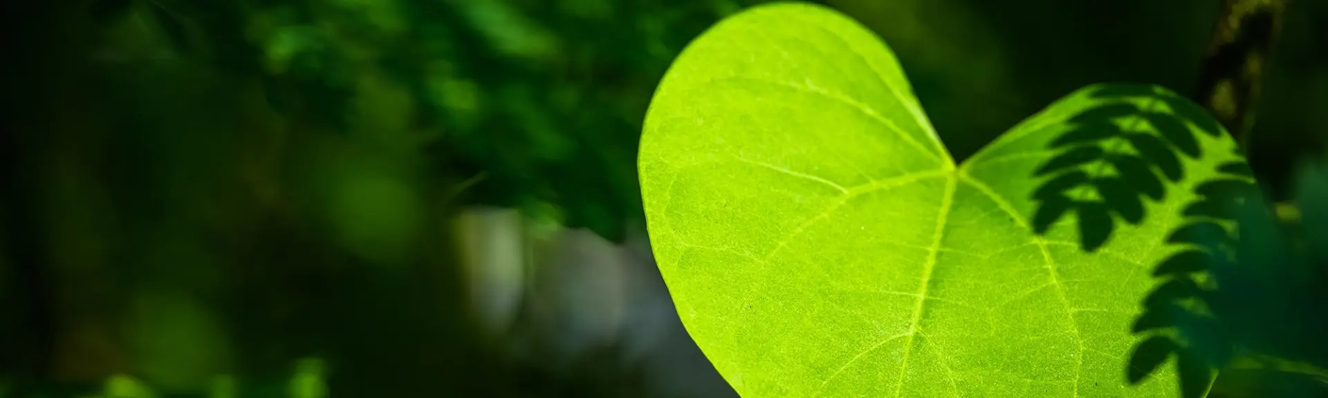 Des plantes qu’il est bon de prendre à cœur
