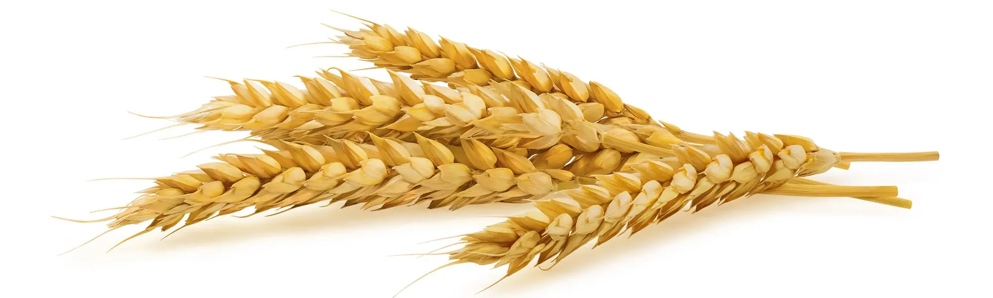 Maladie cœliaque et sensibilité non cœliaque au gluten