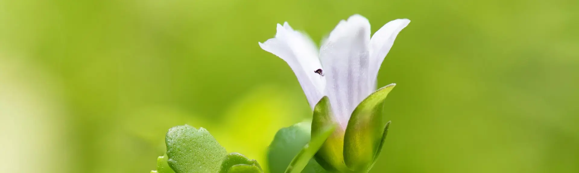 N’oubliez pas Bacopa monnieri : une herbe ancienne devenue un nootropique moderne