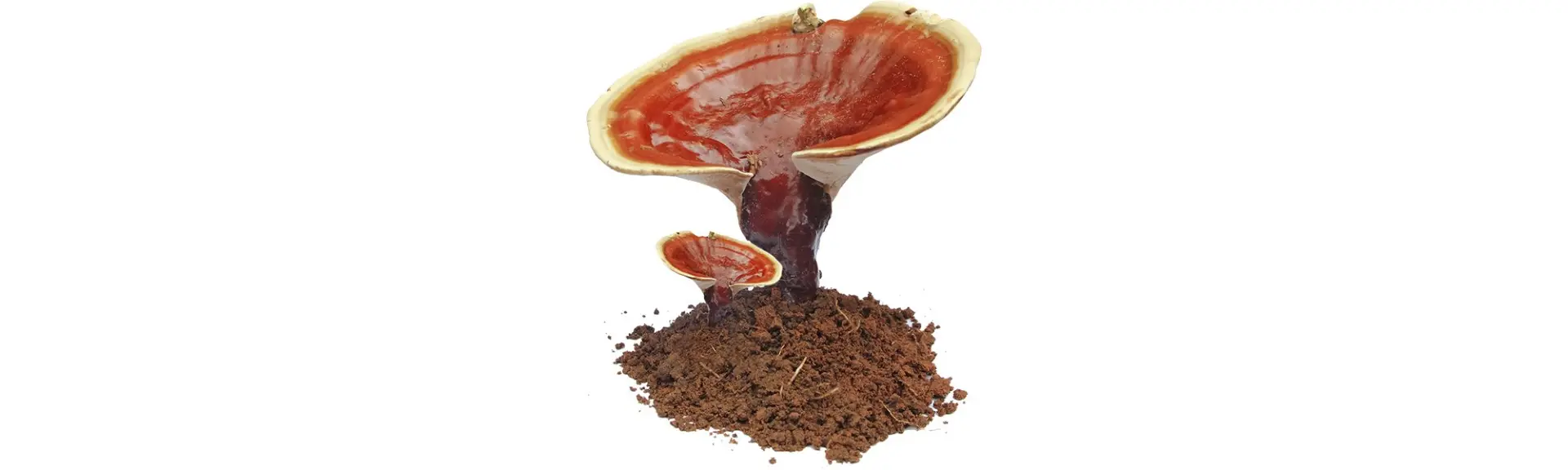 Reishi rouge : Des bienfaits à travers l’histoire