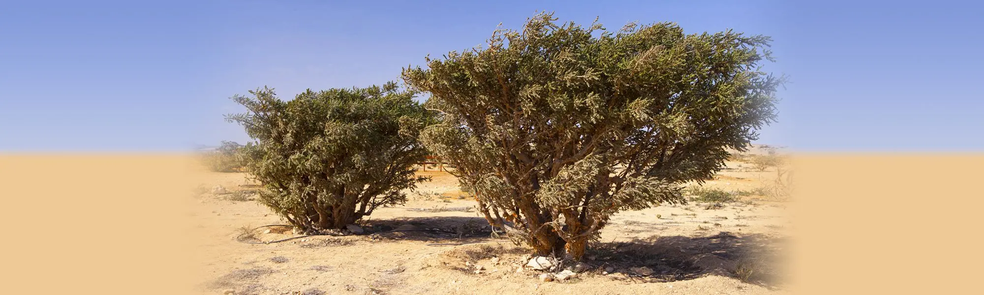 Oubliez la douleur et l’inflammation avec Boswellia