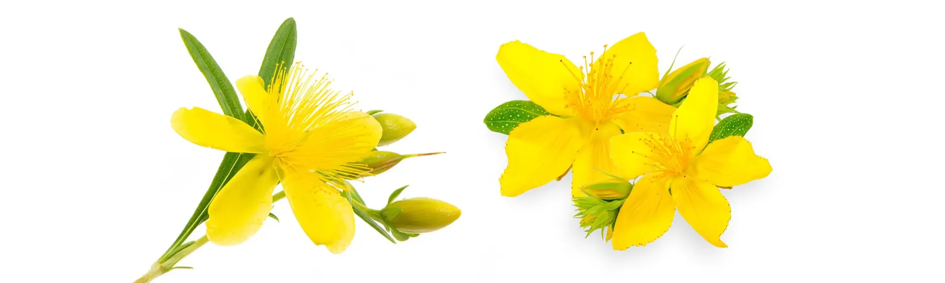 Millepertuis : Le meilleur de la nature