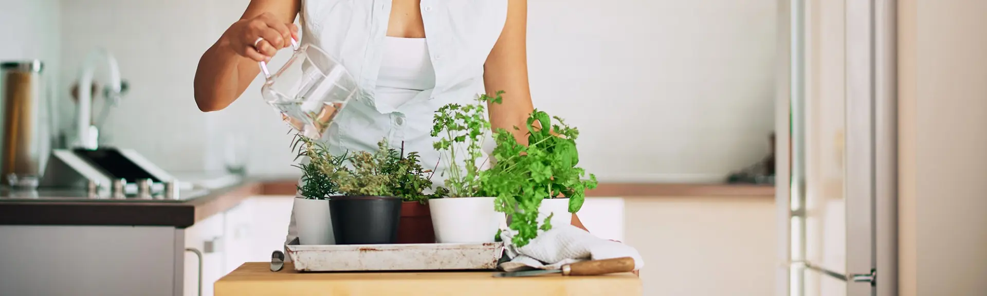 Cinq plantes pour créer votre propre jardin médicinal