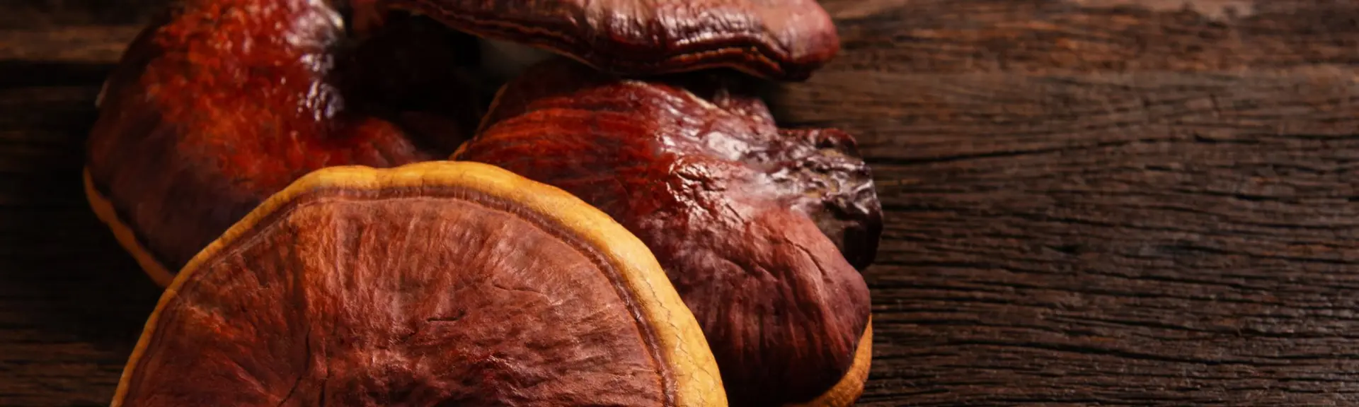 Les champignons médicinaux : Des joyaux pour la santé !