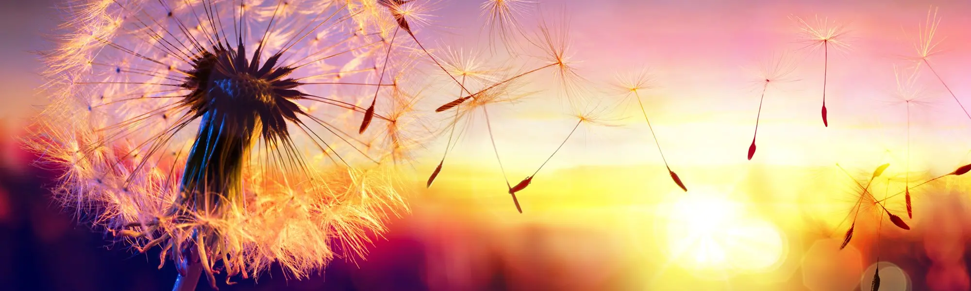 Des problèmes d’allergies dans l’air — Solutions naturelles aux allergènes en suspension