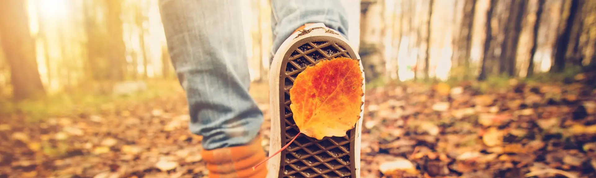 L’automne : Tonifier votre système immunitaire