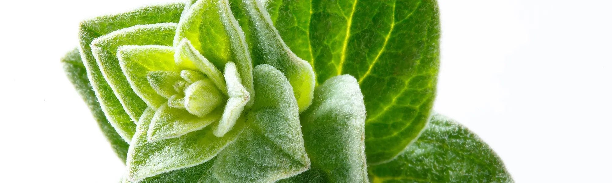Un tueur-né! Une histoire de carvacrol et de biofilm