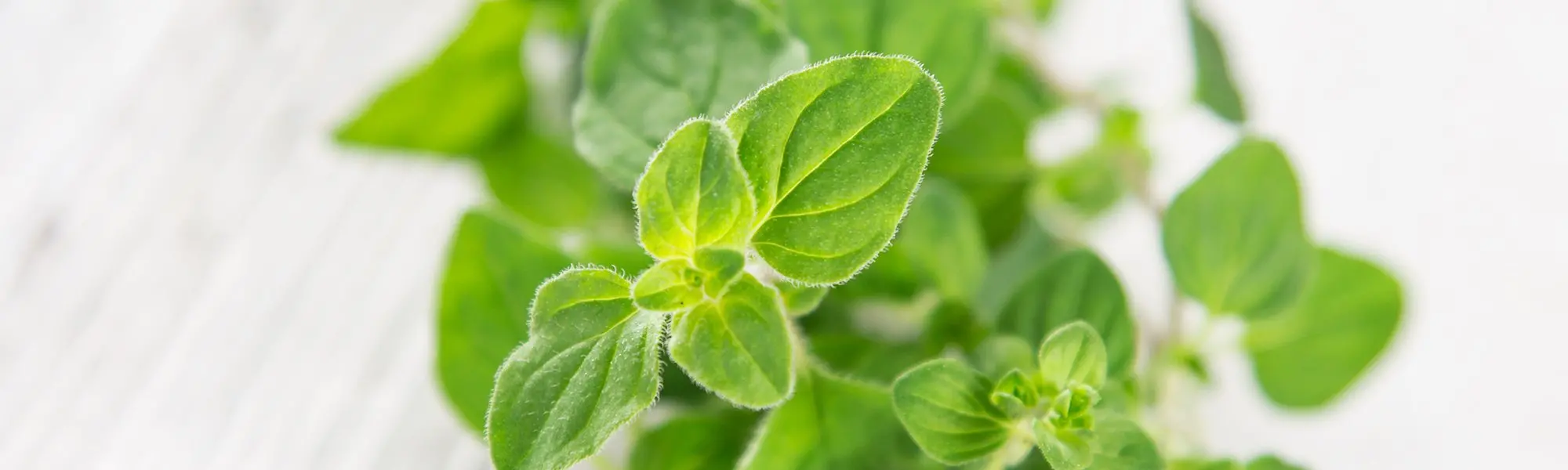 Oregano—A Botanical with Benefits
