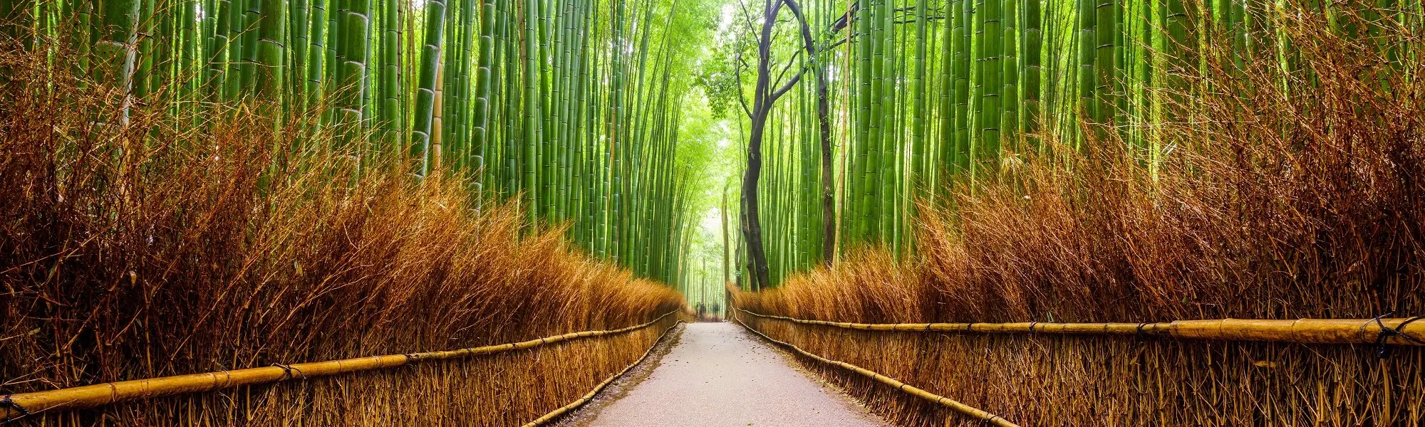 La vie, le chemin vers soi : Quand les épreuves nous guident vers nous même!