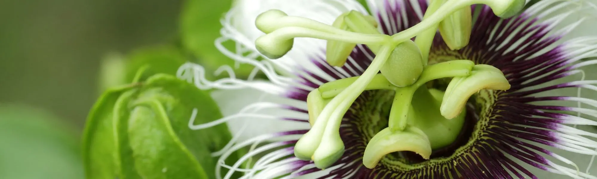 La passiflore : Une plante médicinale contre l’anxiété, l’insomnie, et l’addiction