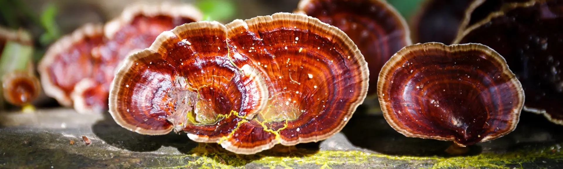 Spores de reishi : Une nouvelle forme de champignons médicinaux
