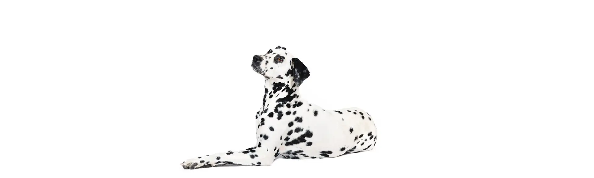 Pour des chiens bien dressés