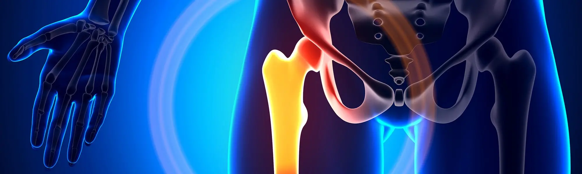 The Maintenance of Healthy Bones and Joints