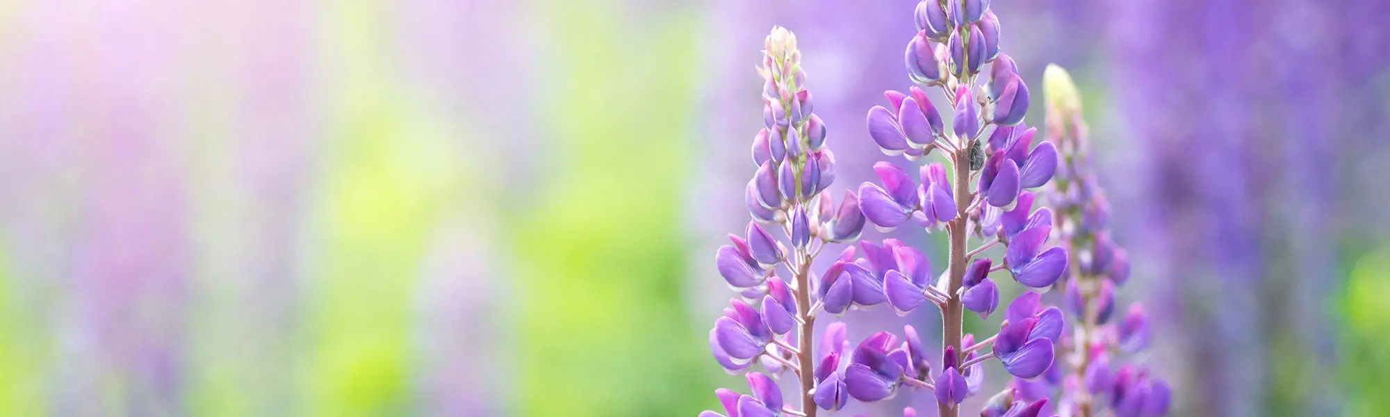 Les graines de lupin des protéines végétaliennes haut de gamme