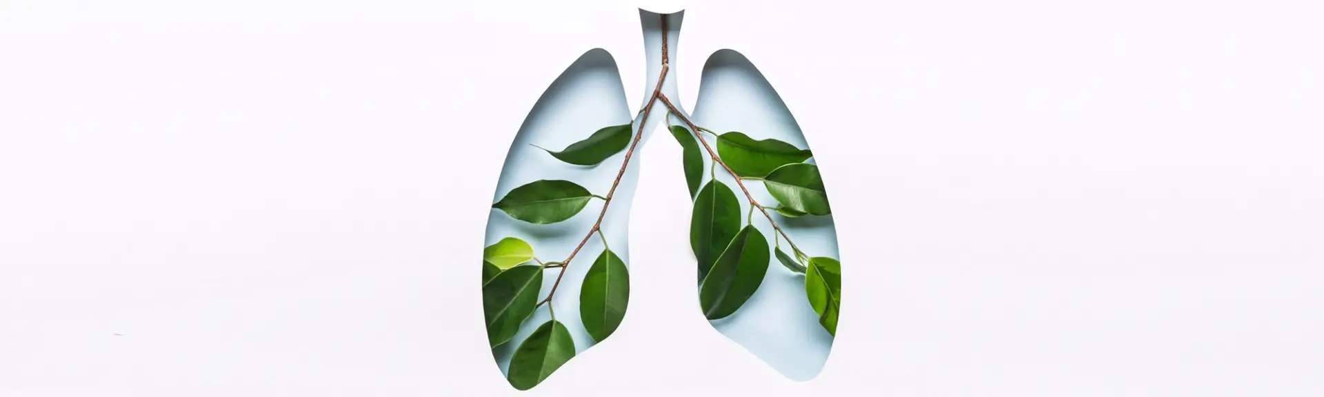 L’axe microbiote-intestins-poumons : Une autoroute immunitaire bidirectionnelle