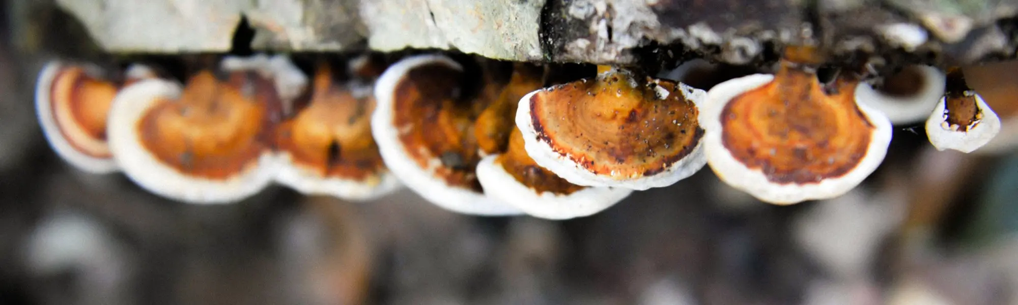 Cinq champignons médicinaux et leurs bienfaits pour la santé