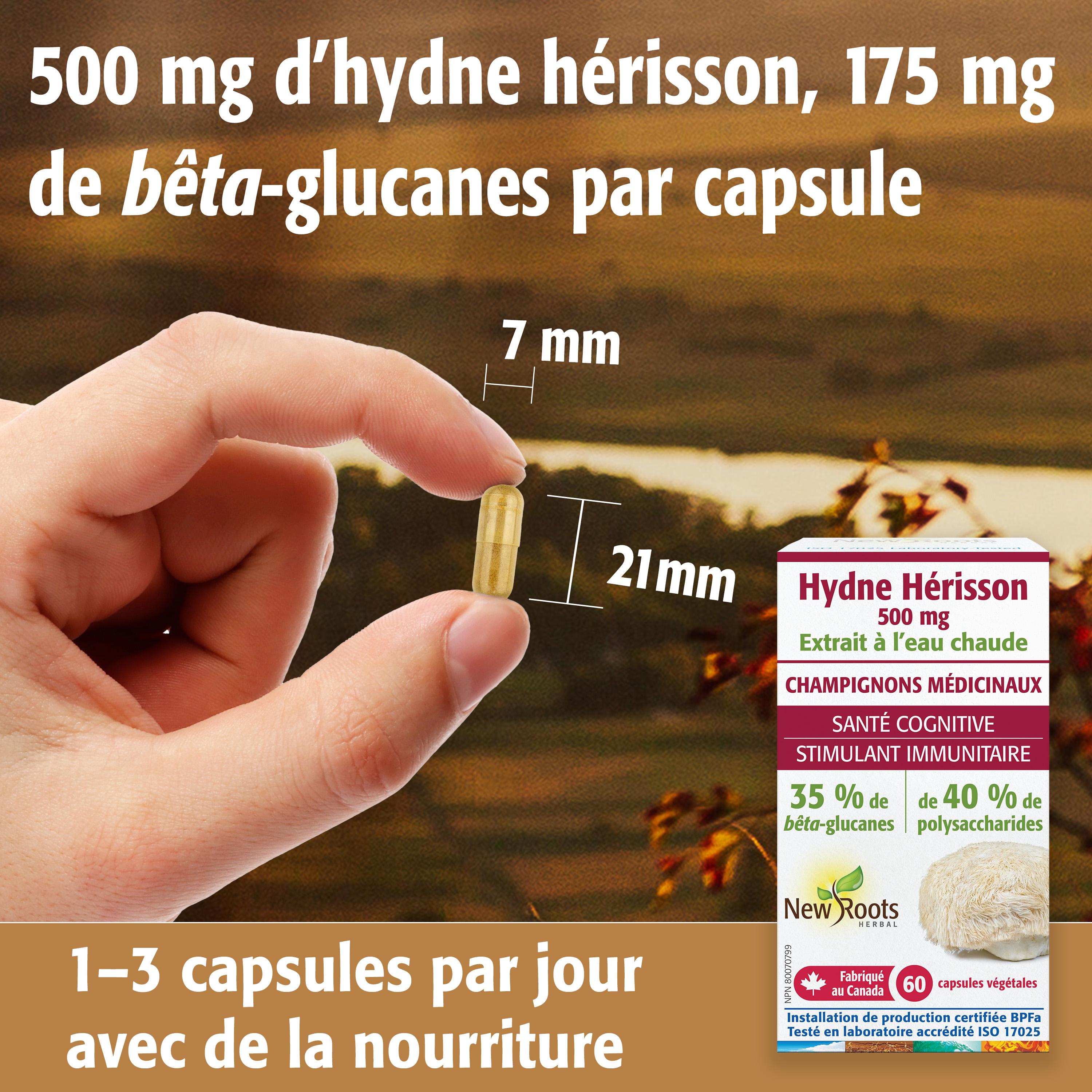 Hydne Hérisson