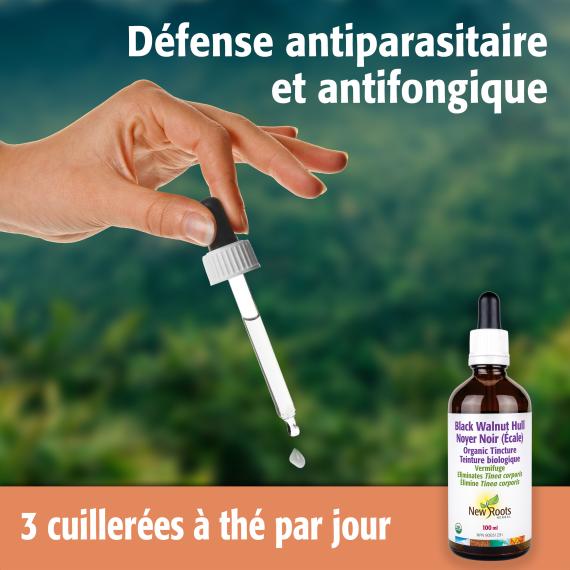 Noyer Noir (Écale)