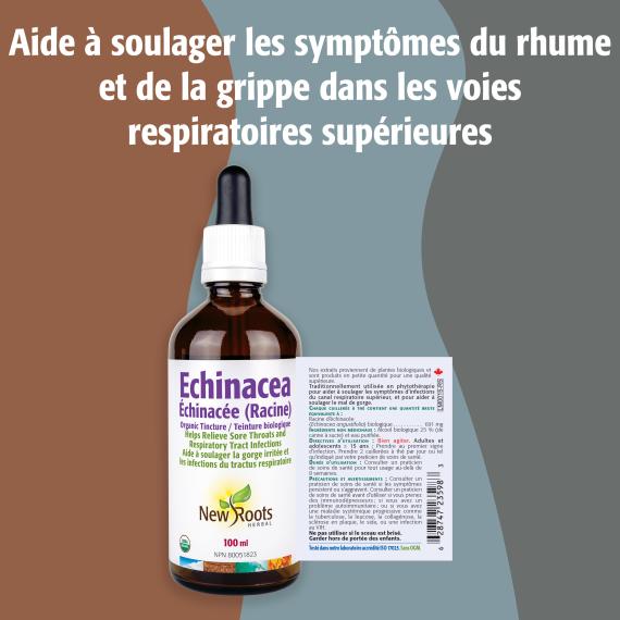 Échinacée (Racine)