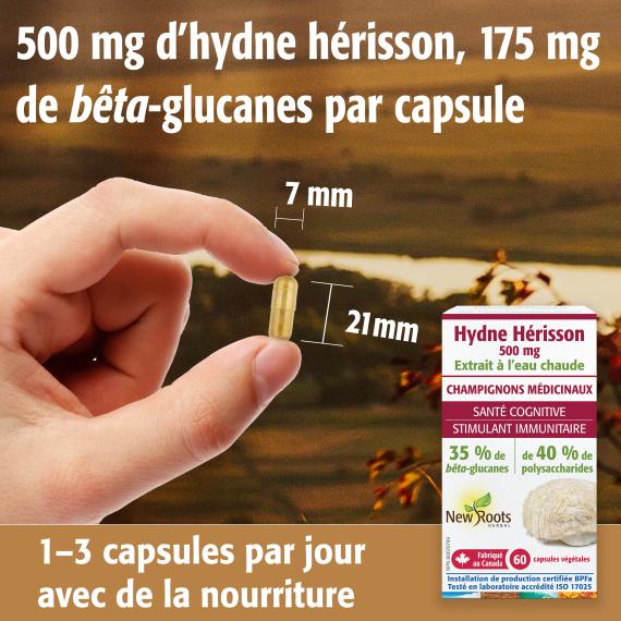 Hydne Hérisson